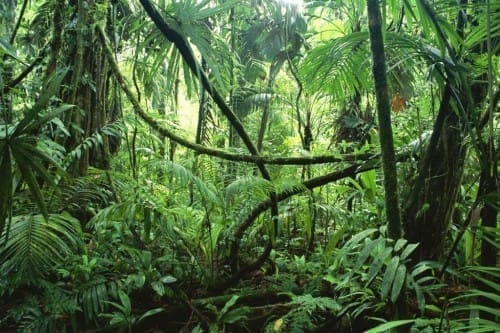 singing plants