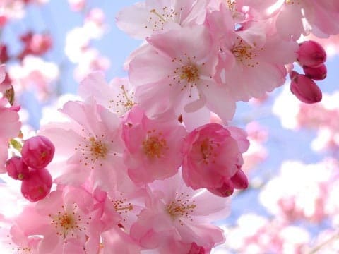 lente