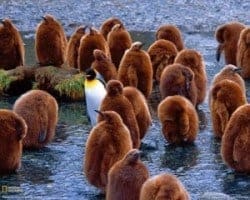 penguin staat alleen