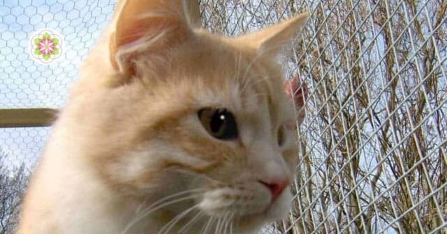 Hoogsensitieve Dieren