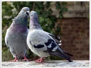 Het werk van een hoogsensitief persoon-2