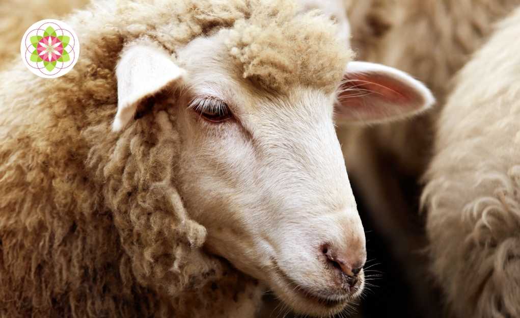 De spirituele betekenis van het dierenrijk op aarde (1)