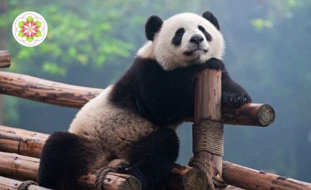 De spirituele betekenis van het dierenrijk op aarde