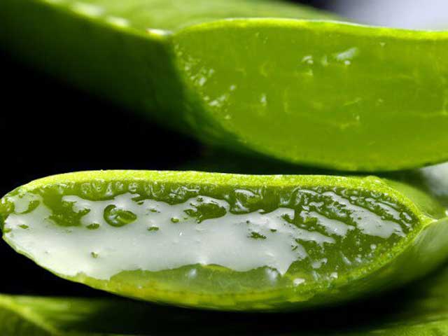 Aloë vera