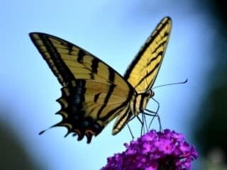 Naar een liefdevolle transformatie in vier eenvoudige stappen