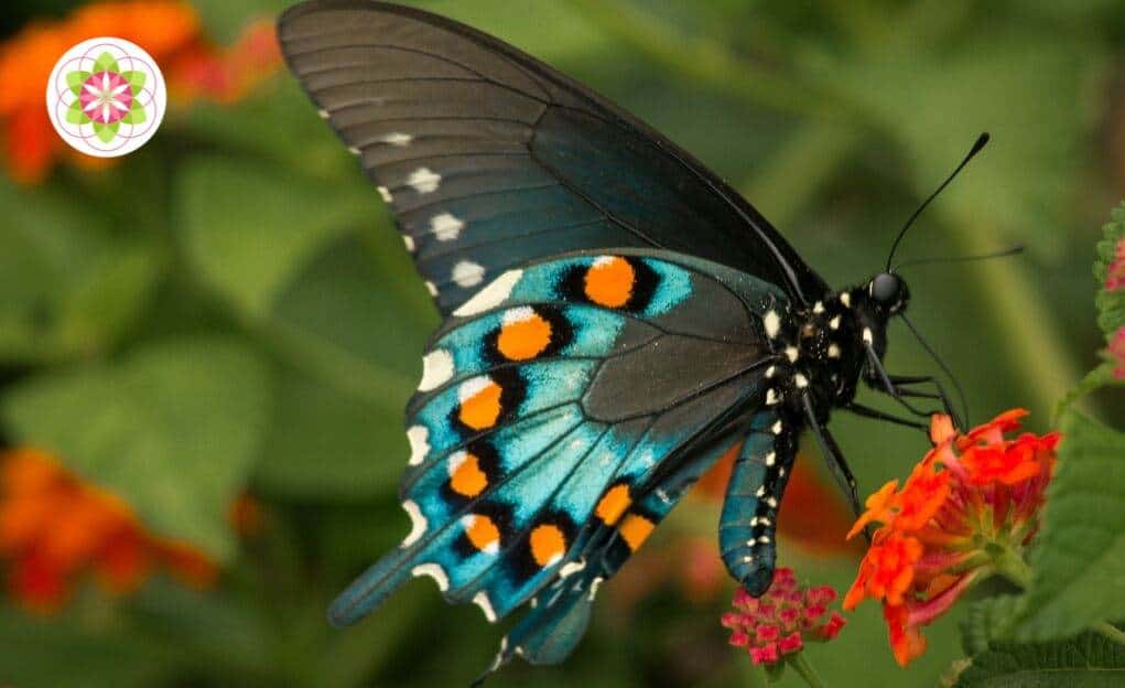 Berichten van totemdieren 