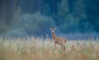 Multi-zintuiglijke dieren nemen veel meer waar dan mensen