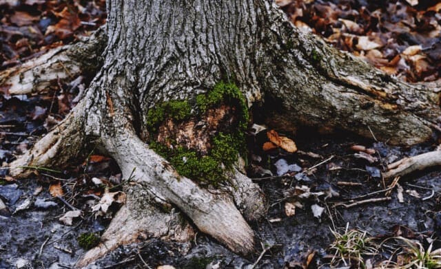 Wetenschappers ontdekken dat ook bomen een ‘hartslag’ hebben