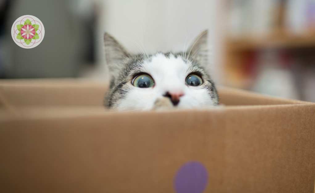 Hooggevoelige huisdieren. Ja echt!