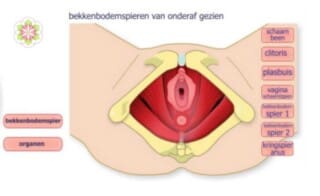 bekkenbodemspier