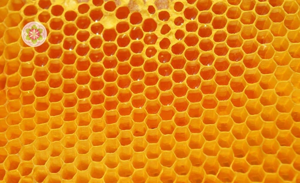 De 10 krachtigste volledig natuurlijke antibiotica die we kennen