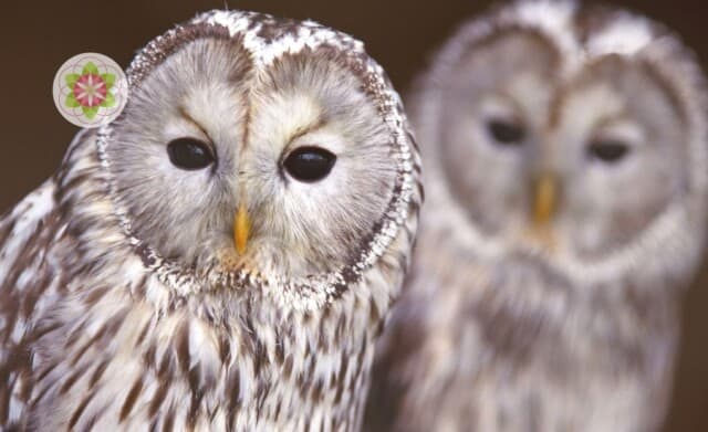 Hoe je kunt profiteren van de hulp van je gidsen in werksituaties