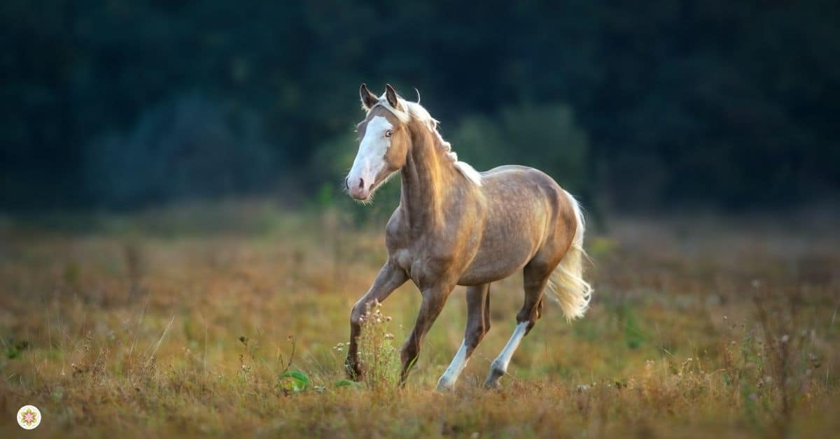 De helende kracht van een paard