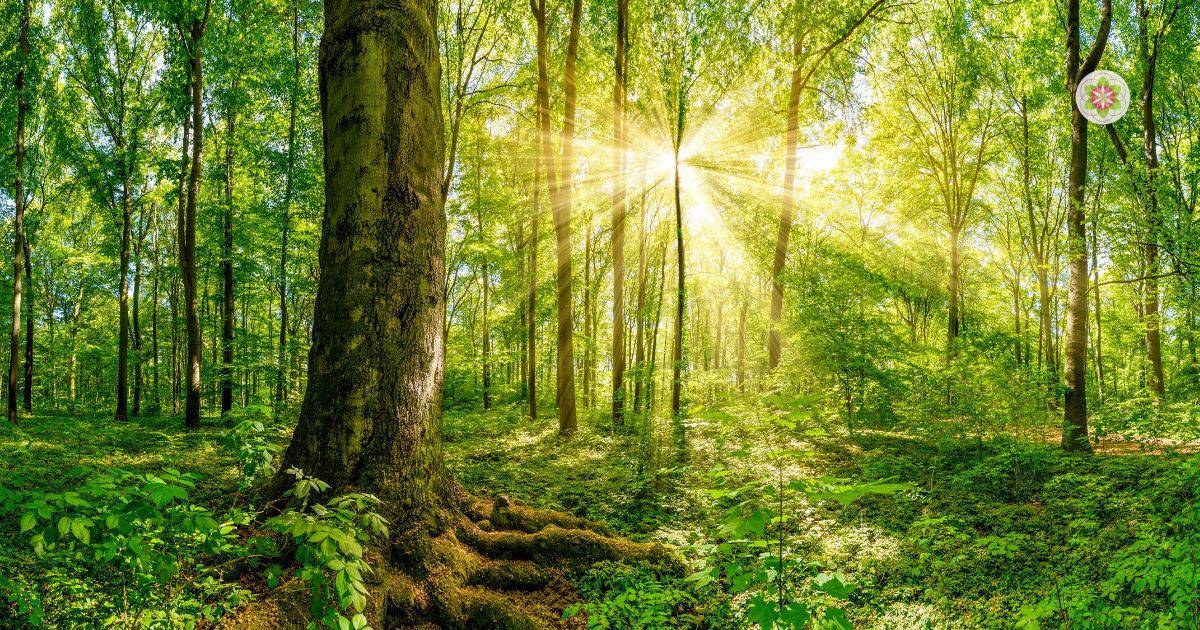 Tijd doorbrengen in de natuur- Bos 