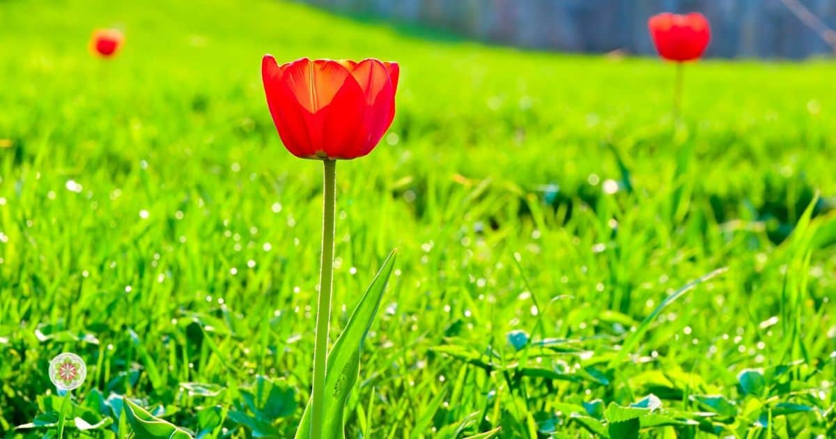 Maansverduistering 5 juni