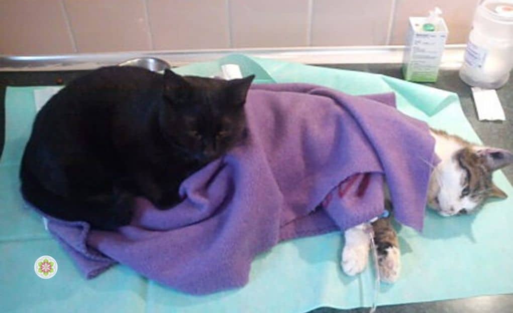 De Poolse verpleegkat die zorgt voor zieke en verwonde dieren