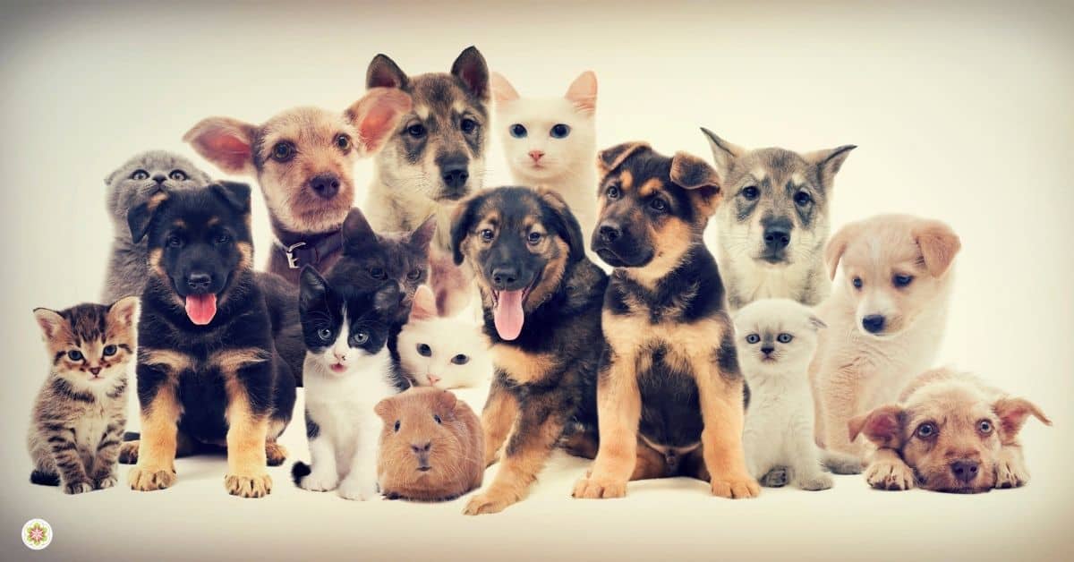 eigenschappen van empaten