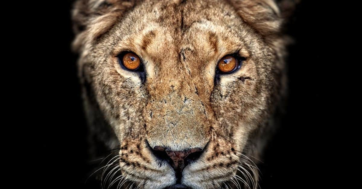 sensitieve ondernemer (1)