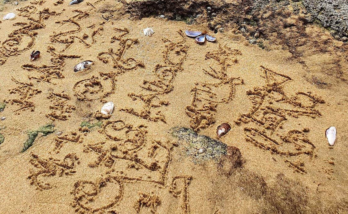 Waarom Lichttaal zo populair is in Nederland