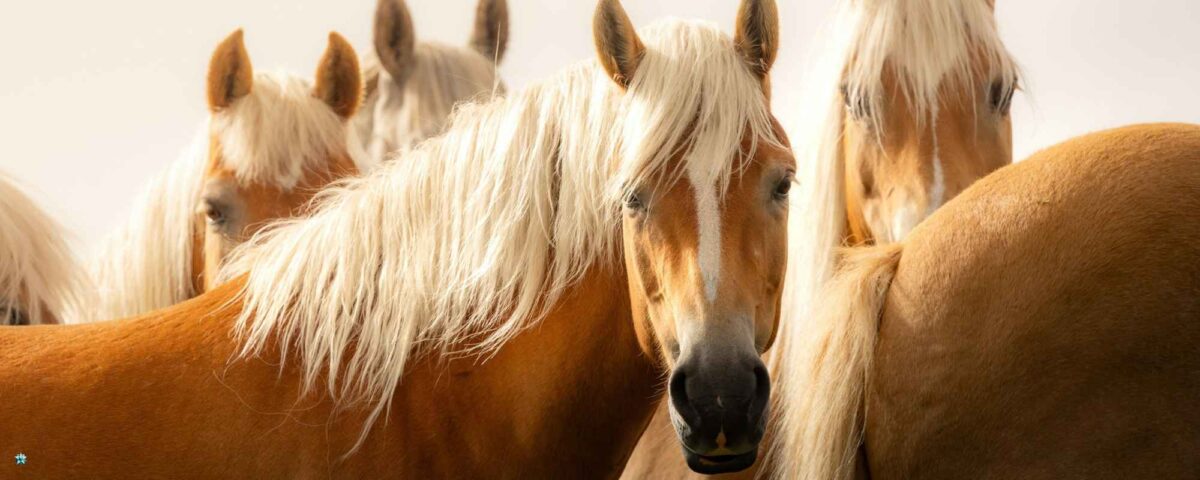 paardencoaching